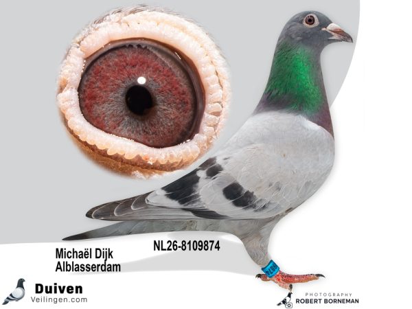NL26-8109874 – Uit zoon ‘Theo’ x ‘Hiltsje’ vermoedelijk Duivin