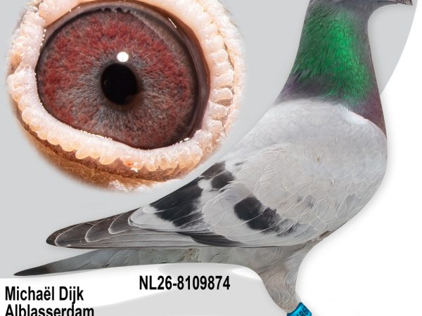 NL26-8109874 – Uit zoon ‘Theo’ x ‘Hiltsje’