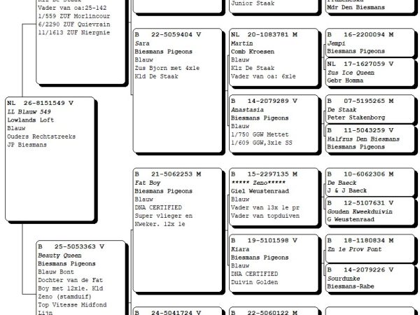 NL26-8151549 - Duivin rechtstreeks uit JP Biesmans-lijnen