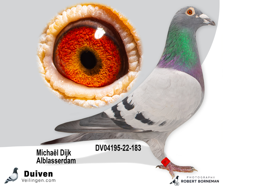 Verkoop van Michaël “Mike” Dijk legt de focus op kweek en One Loft Races - Deel 1