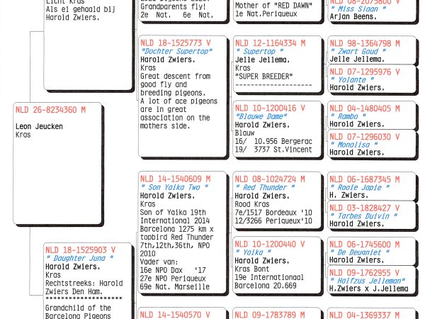NLD 26-8234360 - Doffer uit ‘Kleinzoon Supertop’ x ‘Daughter Juna’