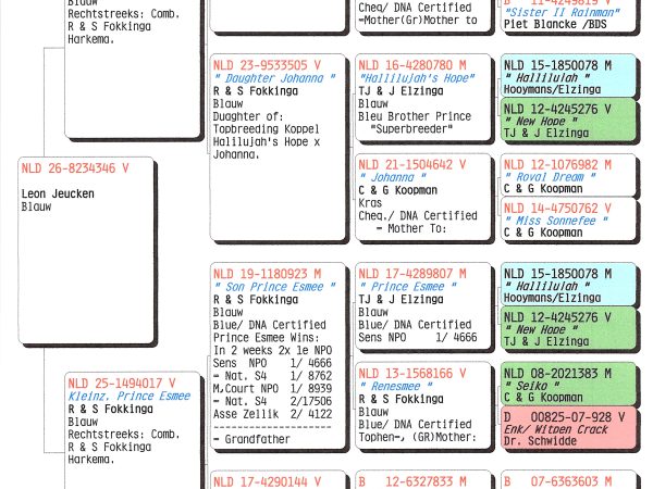 NLD 26-8234346 V – Blauwe duivin uit Pogačar-, Johanna- en Prince Esmee-lijnen