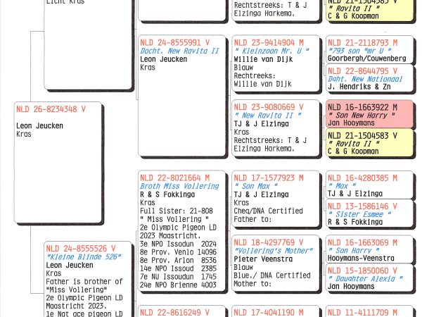 NLD 26-8234348 V – Kras duivin uit New Ravita- en Miss Vollering-lijnen