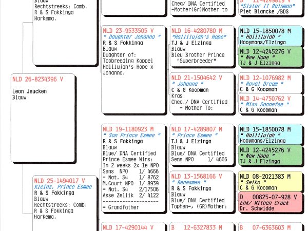 NLD 26-8234396 V – Blauwe duivin uit Pogačar-, Johanna- en Prince Esmee-lijnen