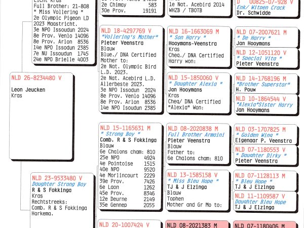 NLD 26-8234480 V – Kras duivin uit broer “Miss Vollering” x dochter “Strong Boy”