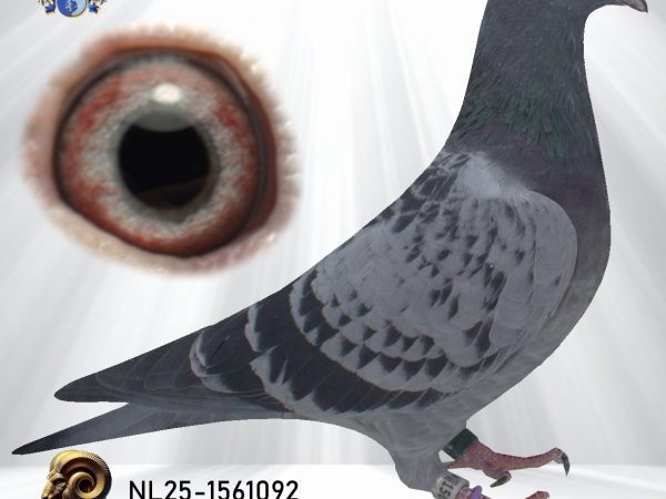 NL25-1561092 – Doffer uit ‘Wondere Dirk’ x ‘Harry’ en Lambrechts/Van den Bulck