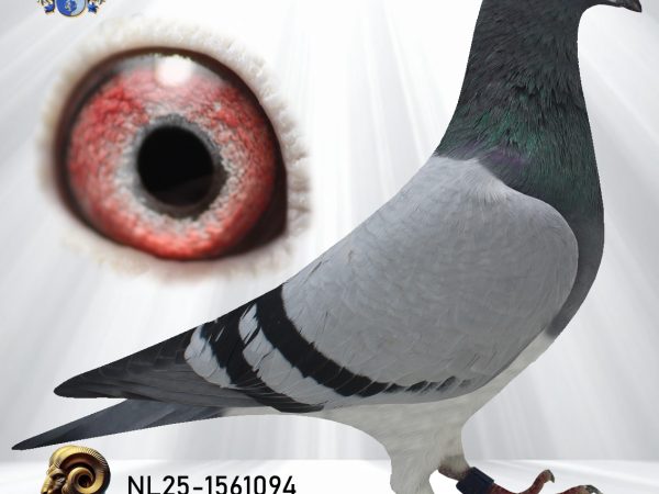 NL25-1561094 – Doffer uit ‘Kittel’ x Vandenabeele-lijnen