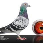 NL22-2230804 – Duivin uit Rambo x Selene, Goорbergh & Couwenberg