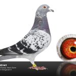 NL24-8095141 – Krasdoffer uit Heremans x Goorbergh, kleinzoon van 1e Asduif Sprint