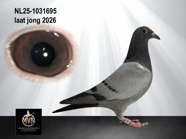 Marc van Nunen uit Geldern schenkt de NL25-1031695 - Blauwe duif uit de lijnen De Vechter en Super Ace