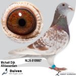 NL26-8109867 – Uit ‘Son Golden Red Barca’ x dochter ‘Violetta Barcelona’