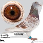 NL26-8109867 – Uit ‘Son Golden Red Barca’ x dochter ‘Violetta Barcelona’