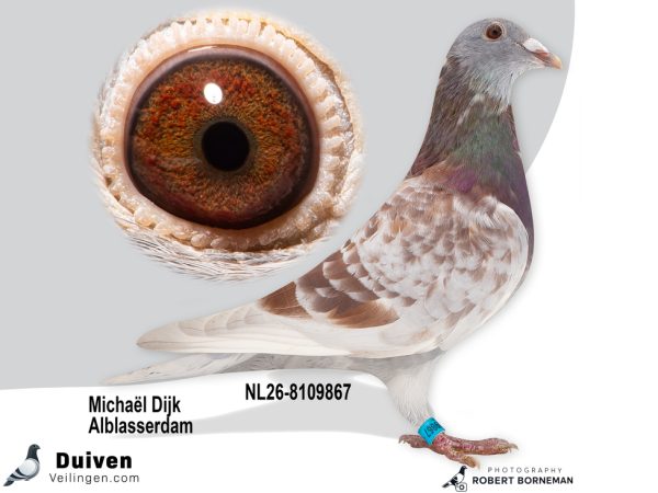 NL26-8109867 – Uit ‘Son Golden Red Barca’ x dochter ‘Violetta Barcelona’