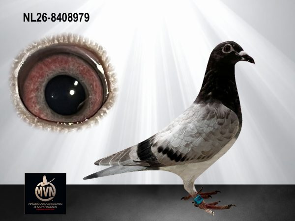 Marc van Nunen uit Geldern schenkt de NL26-8408979 - Smoky Blue uit de lijnen De Diamant en Den Duitser